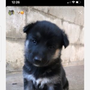 Meet your Posher, Angelina